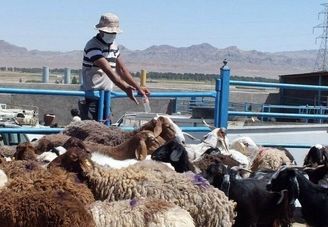 قیمت دام زنده امروز یکشنبه 20 مهر/ گوسفند زنده کیلویی 370 هزار تومان