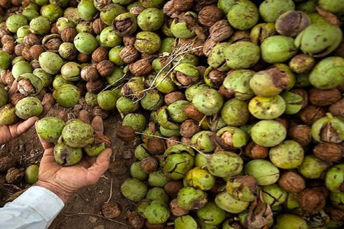 قیمت میوه امروز 12 مرداد/ گردو تازه با پوست چند؟