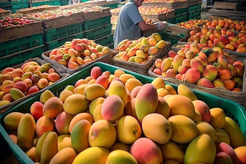 قیمت نوبرانه خیار چنبر و انبه وارداتی رونمایی شد