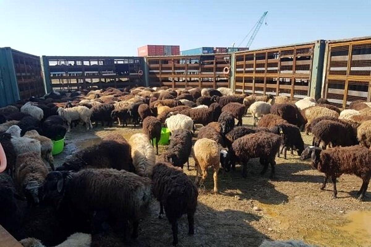 قیمت دام زنده امروز سهشنبه 20 آذر/ دام سبک کیلویی 250 هزار