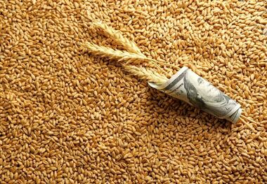 واریز مرحله جدید مطالبات گندم‌کاران/ پرداخت‌ها به ۶۲.۳ همت رسید
