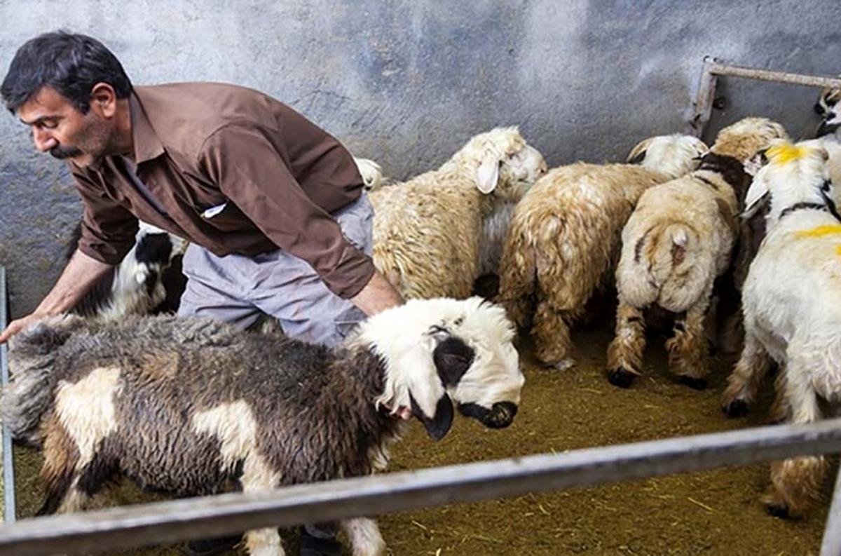 قیمت دام زنده امروز 19 تیر / تاثیر محرم بر بازار