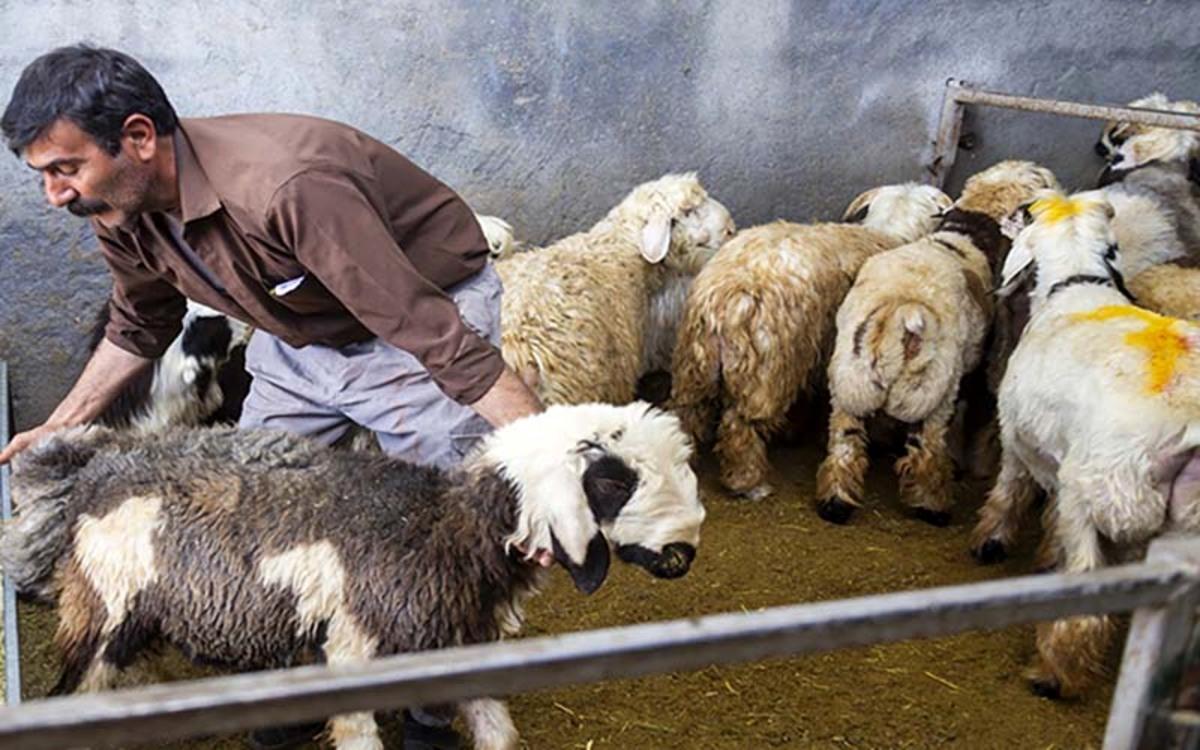 قیمت دام زنده امروز؛ گوساله کیلویی چند؟