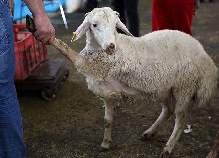 قیمت دام زنده امروز چهارشنبه 14 آذر/ تفاوت گوسفند زنده در تهران و شهرستانها