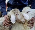 قیمت دام زنده در آستانه عید قربان